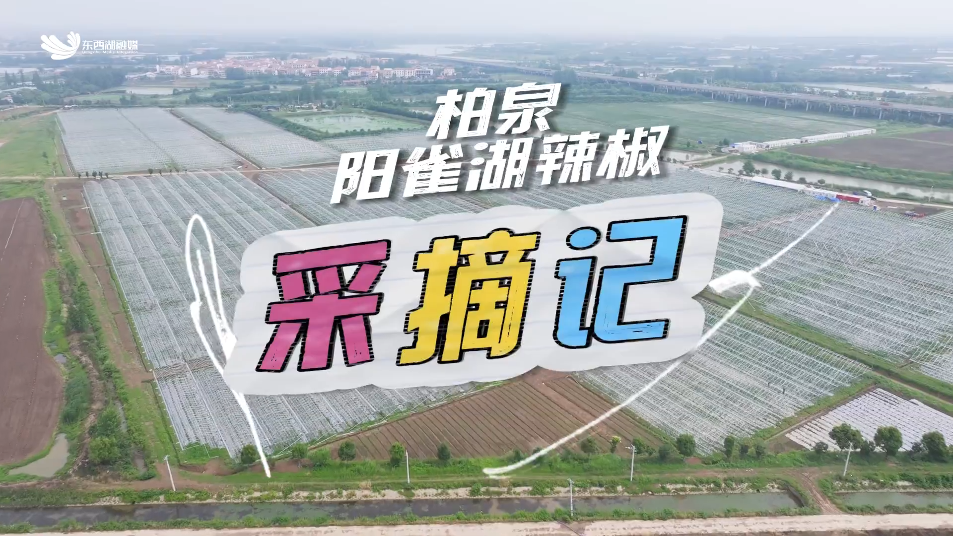 柏泉阳雀湖辣椒采摘记